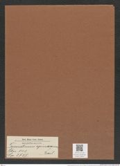 Triceratium spinosum Bail. (de-Toni-Nr.: Genus 140, Species 3737) Zeichnungen Sammlung Grunow Mappe 03841 (Herbarium_W_Grunow_drawings_Folder_03841)